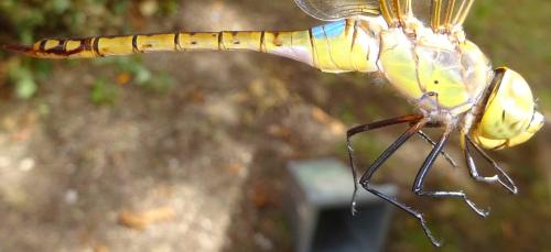 Réf. 354 142 : Anax ephippiger